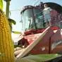 семена кукурузы в Воронеже